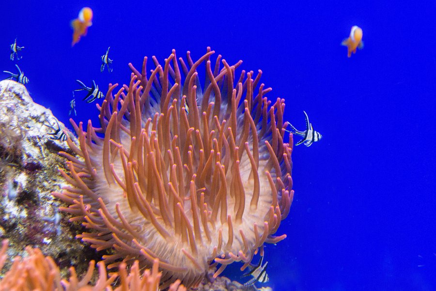 3 - IL BELL'ANEMONE ED I SUOI OSPITI.jpg